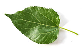 green leaf